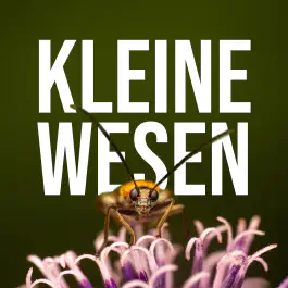 E8: Die spanische Mücke