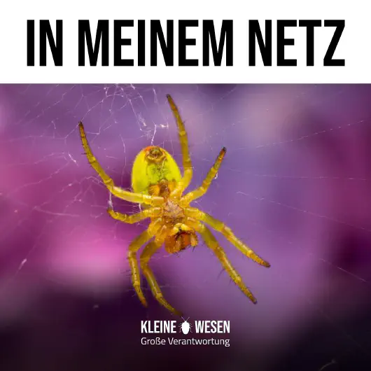 E11: In einem Netz