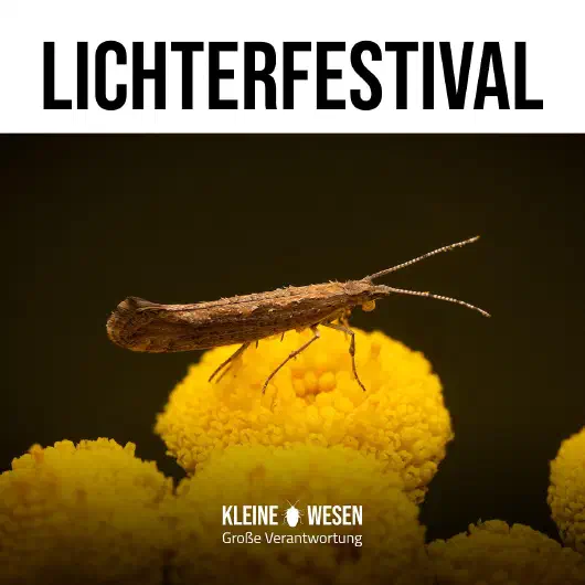 E1: Lichterfestival