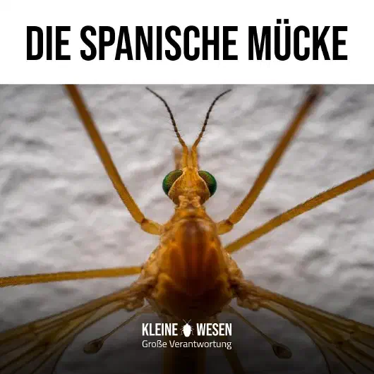 E8: Die spanische Mücke
