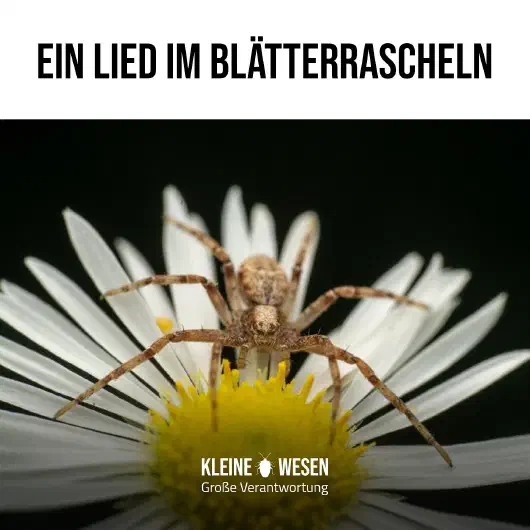E9: Ein Lied im Blätterrascheln