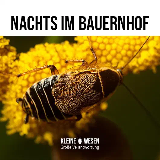 E4: Nachts im Bauernhof