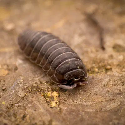 Even sustainability can be staged