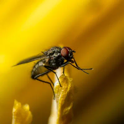 “Yuck,” said the poodle – A lesser housefly in the dog salon