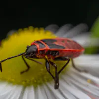 Fabulously red against clichés