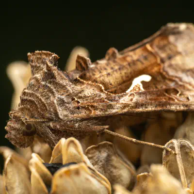 What does a Silver Y feel?