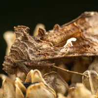 What does a Silver Y feel?