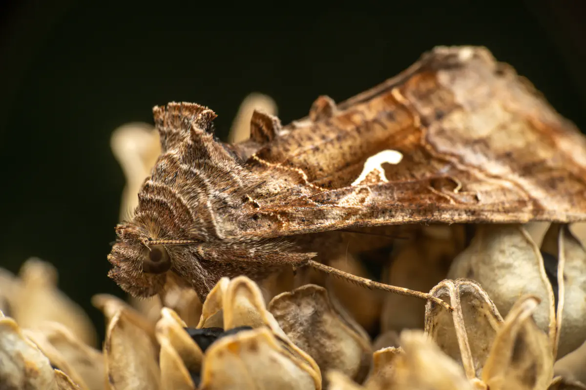 Was fühlt eine Gammaeule?