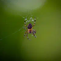 Das Paradox der Sicherheit