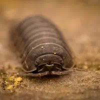 Konny and the blues — Diary of a 26-legged being