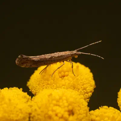 The festival of lights