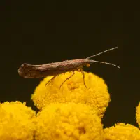 The festival of lights