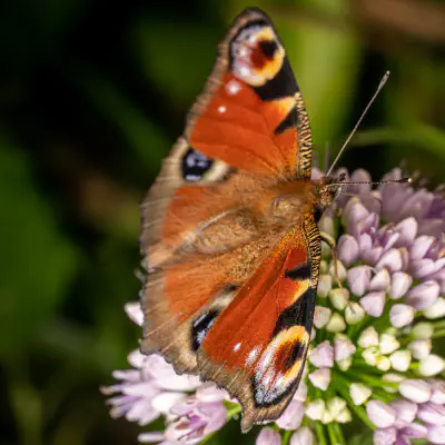 Metamorphose