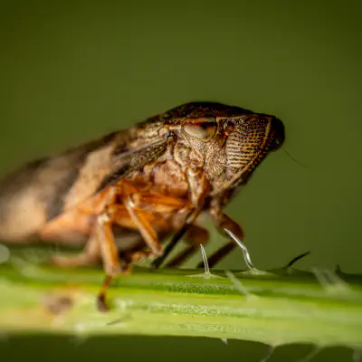 Kinderleicht erklärt — Wie Insekten mit ihrer Umwelt sprechen