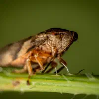 Kinderleicht erklärt — Wie Insekten mit ihrer Umwelt sprechen