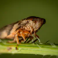 Explained as easy as pie — How insects communicate with their environment