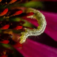 The last moon flight