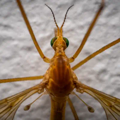 The Spanish crane fly