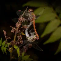 Tanz aus Liebe — ein exklusives Interview