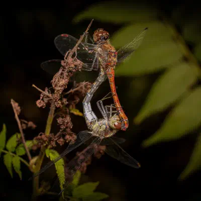 Dance of love — our exclusive interview