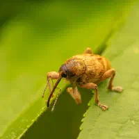 Franz und seine Reise in die Welt der Menschen