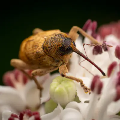 Franz und sein Einsatz für Insekten: Wieso sind Solaranlagen ein Insektenmagnet?