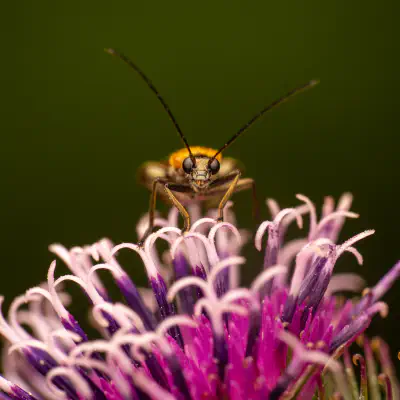 Lace Bugs