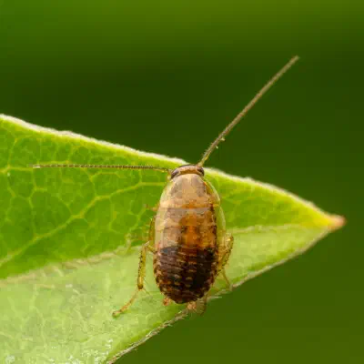 Amber Wood Cockroach