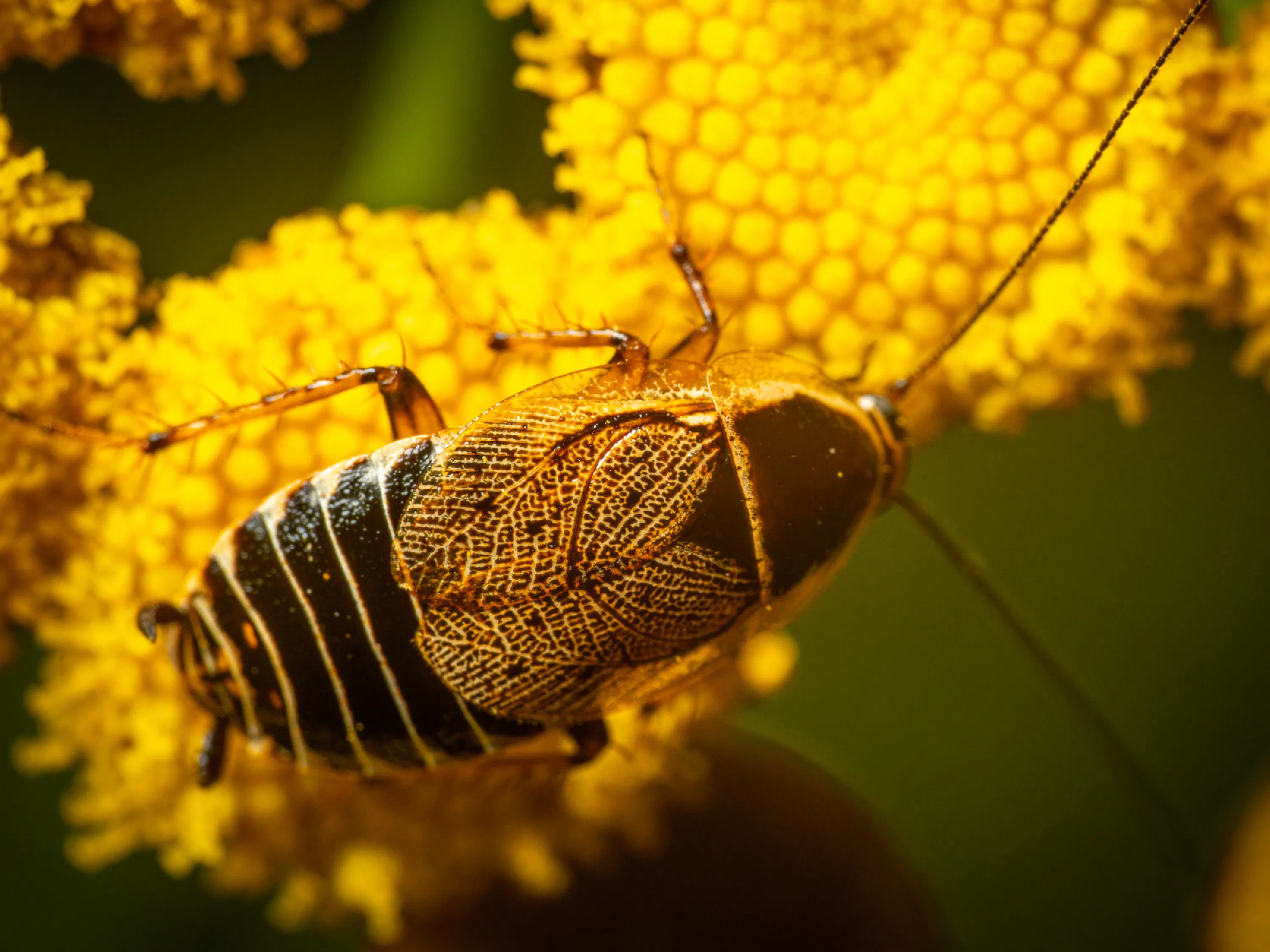 Forest Cockroach
