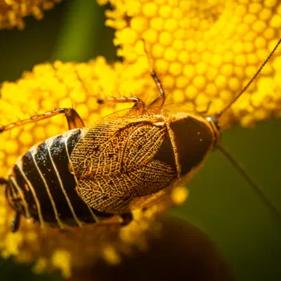 Forest Cockroach
