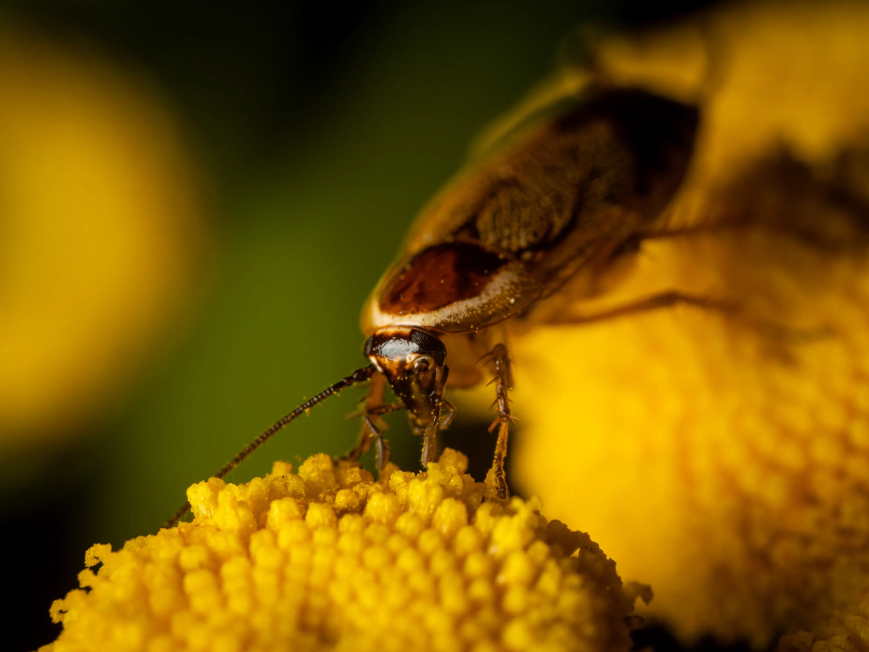 Forest Cockroach