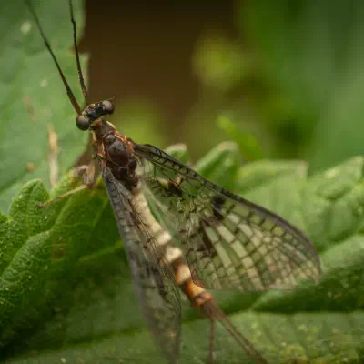 Mayflies