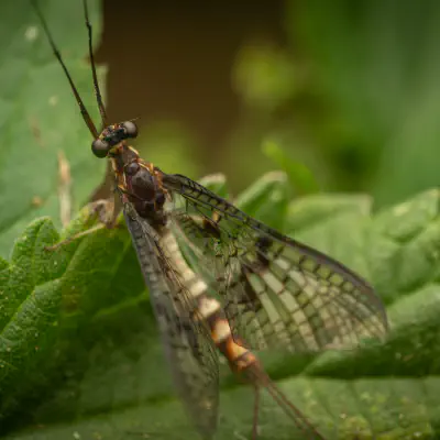 Mayflies