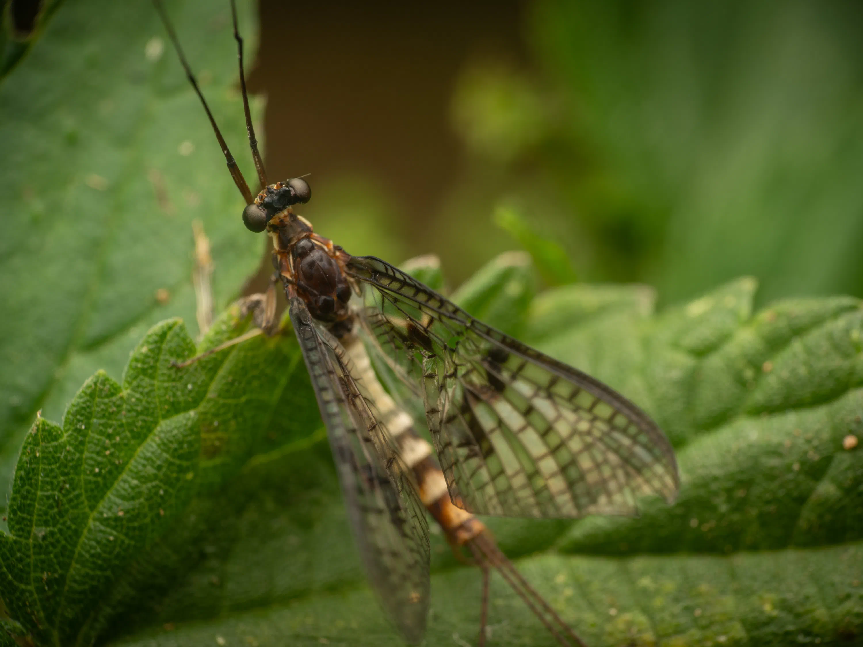 Mosca de Mayo