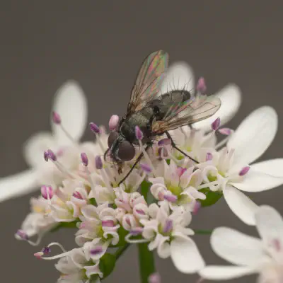 Woodlouse Flies