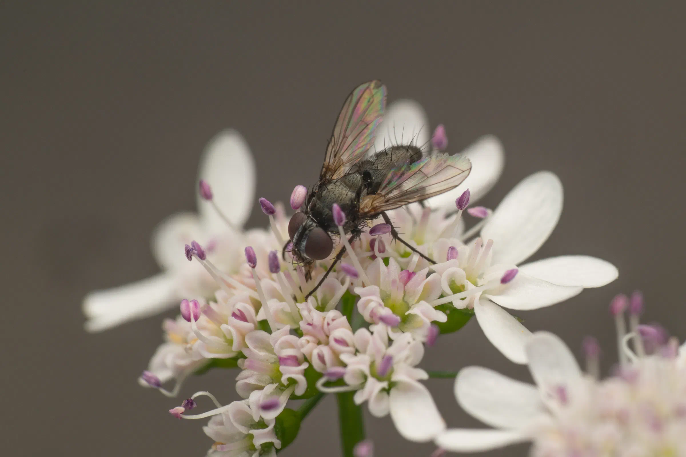 Rhinophora lepida