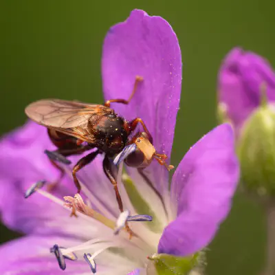 Thick-headed Flies