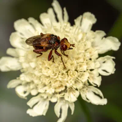 Sicus ferrugineus
