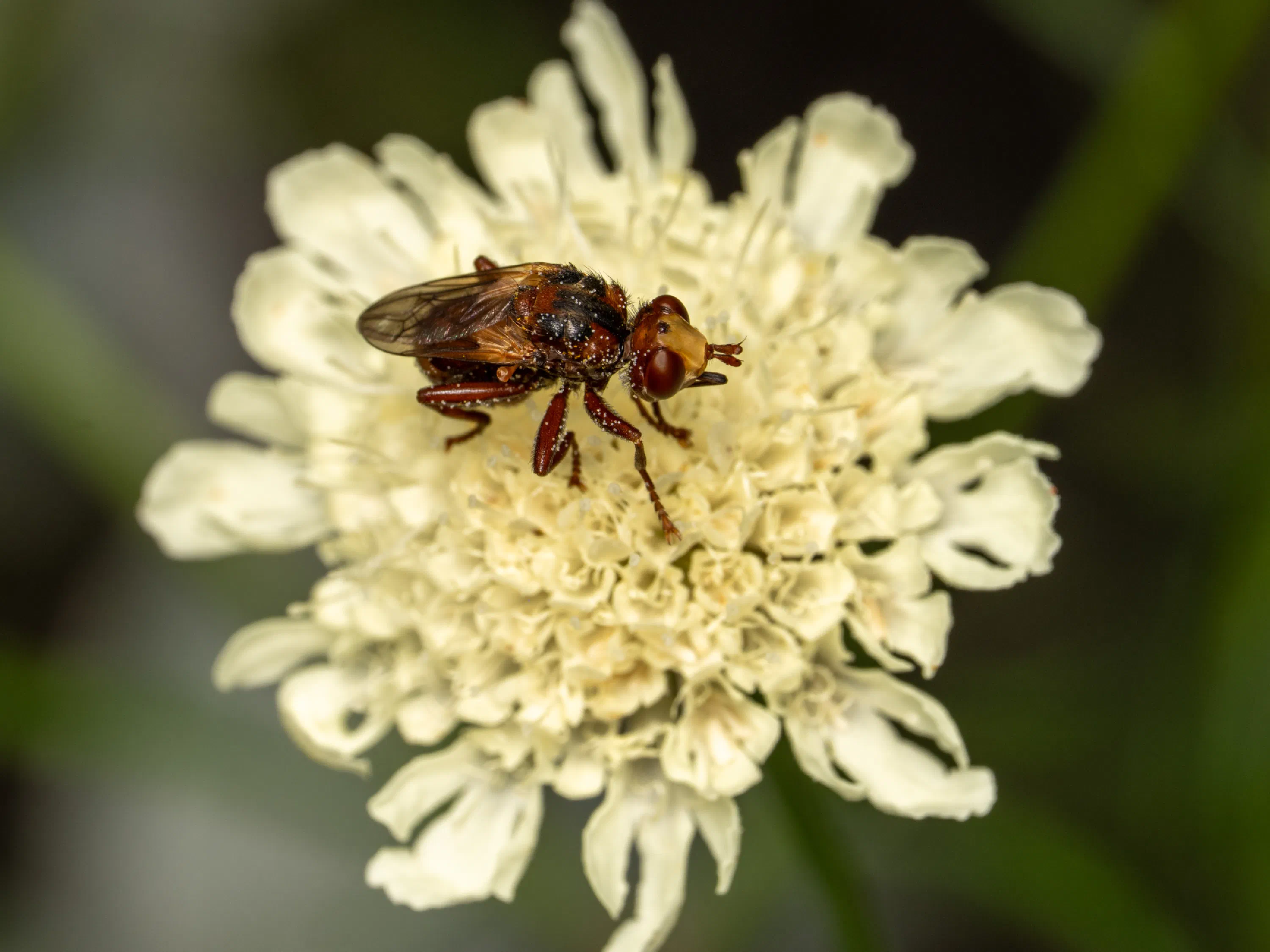 Sicus ferrugineus