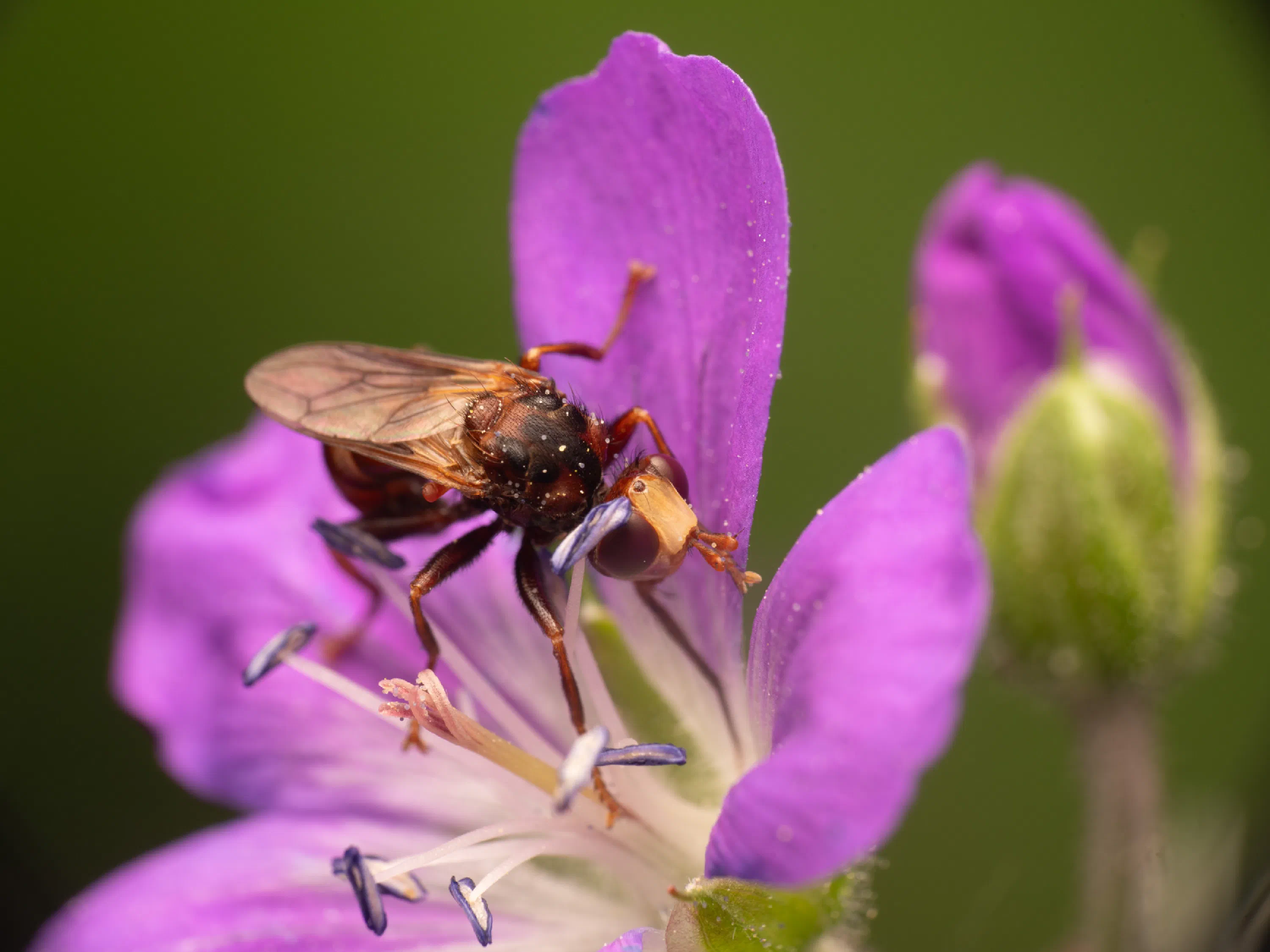 Sicus ferrugineus