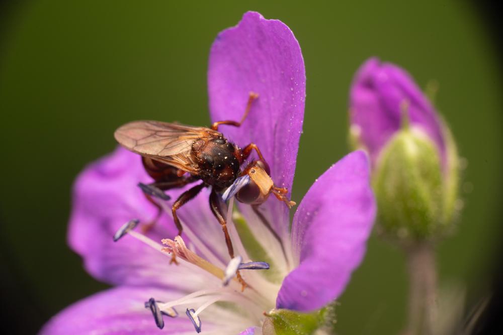 September 28, 2024 – Issue No. 407
– Issue No. 407: “Ferruginous Bee-Grabber“ Ferruginous Bee-Grabber