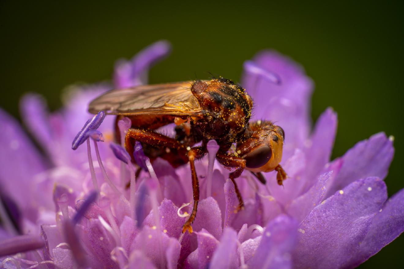 Ferruginous Bee-Grabber – No. 1