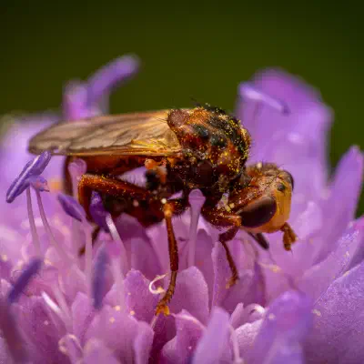 Sicus ferrugineus