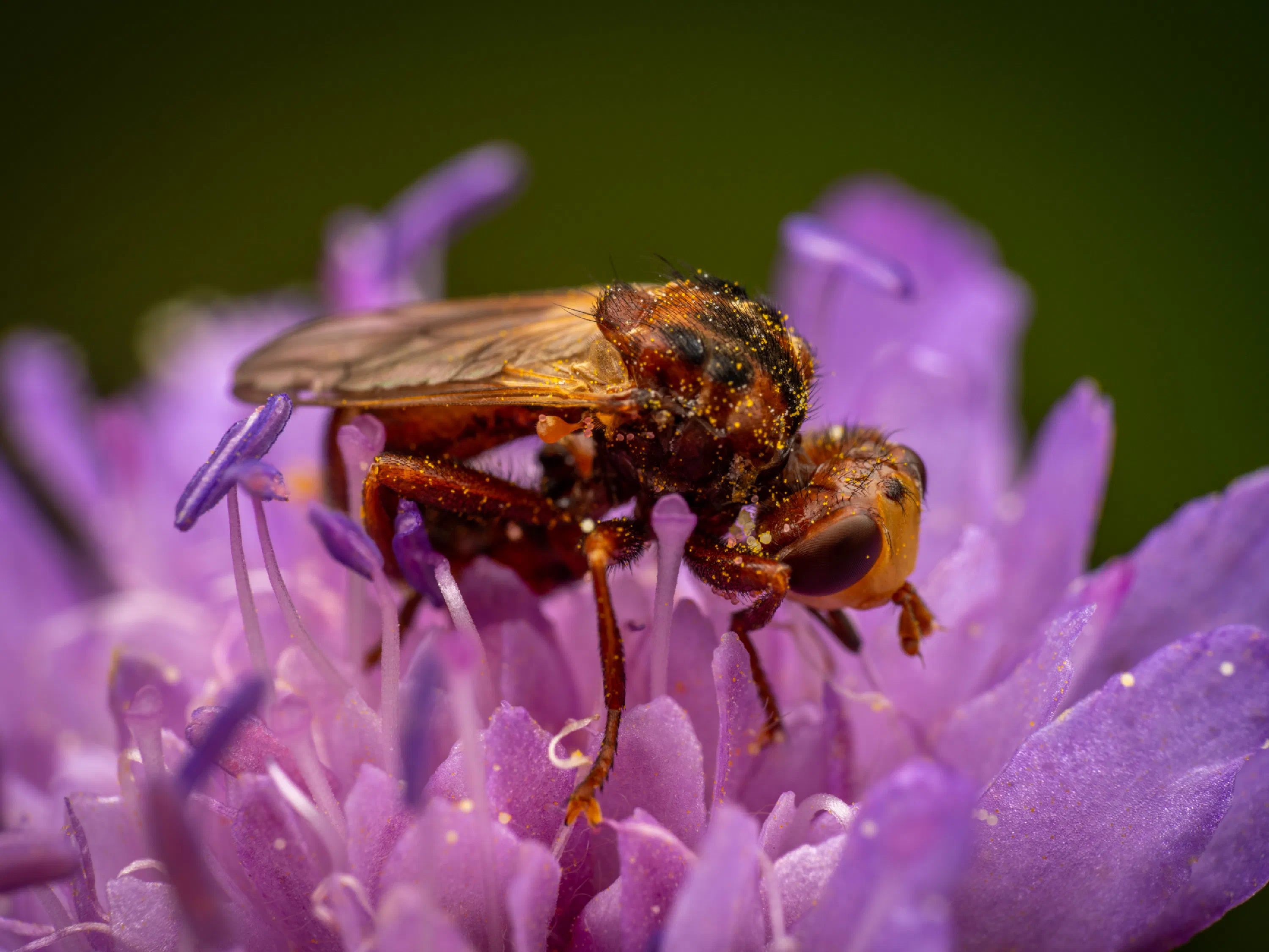 Sicus ferrugineus
