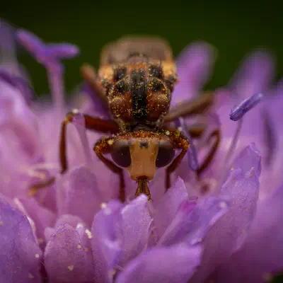 Sicus ferrugineus