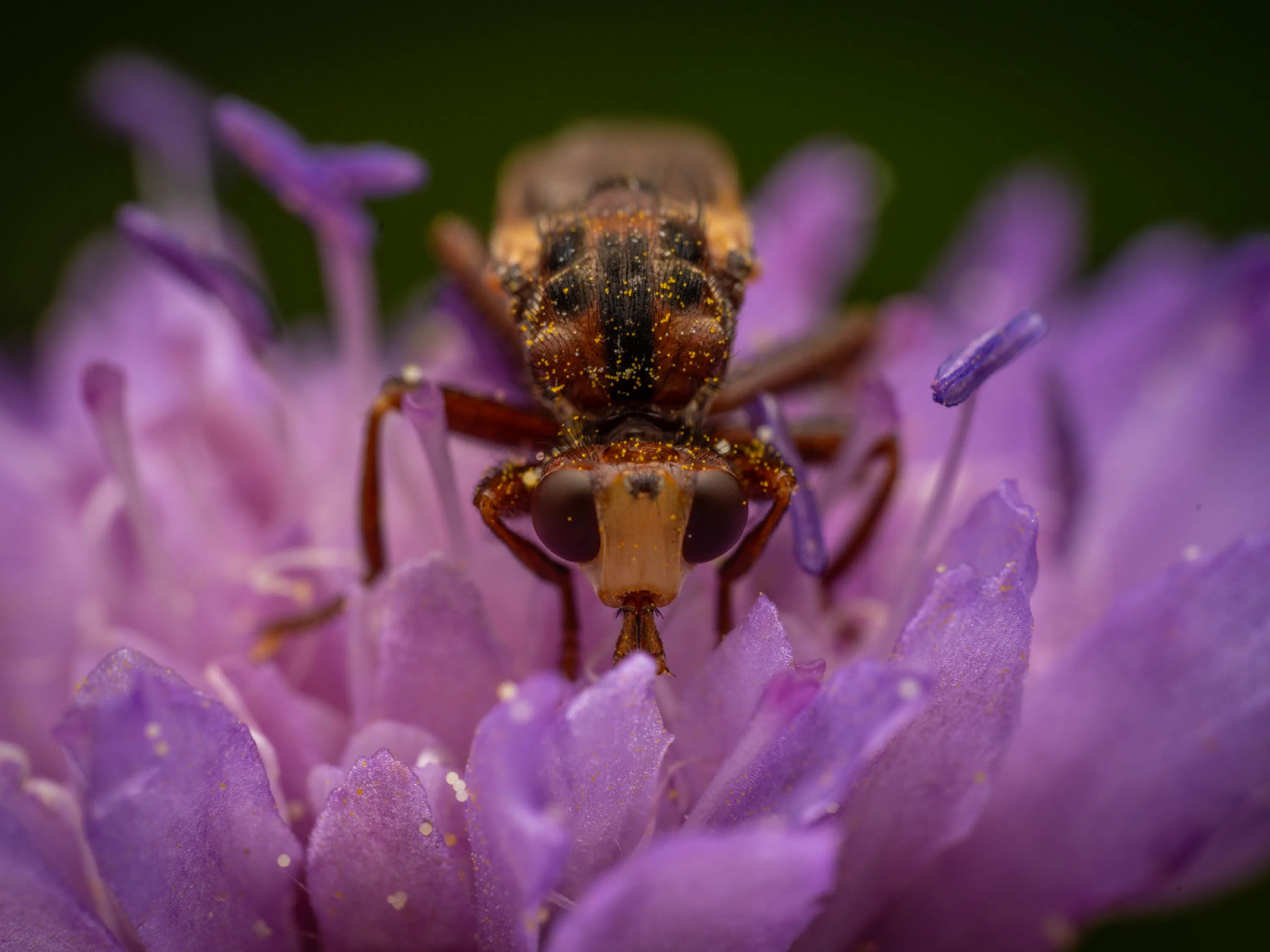 Sicus ferrugineus