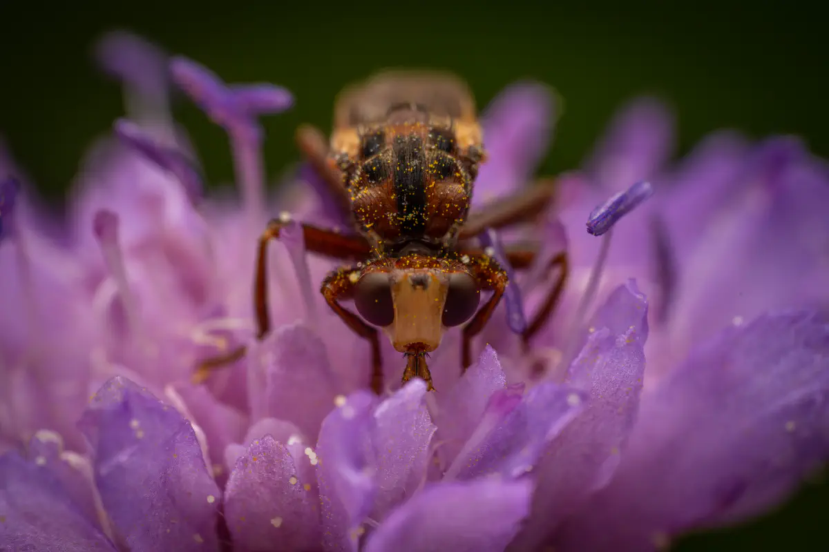 Ferruginous Bee-Grabber – No. 3