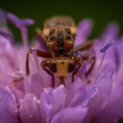 Ferruginous Bee-Grabber