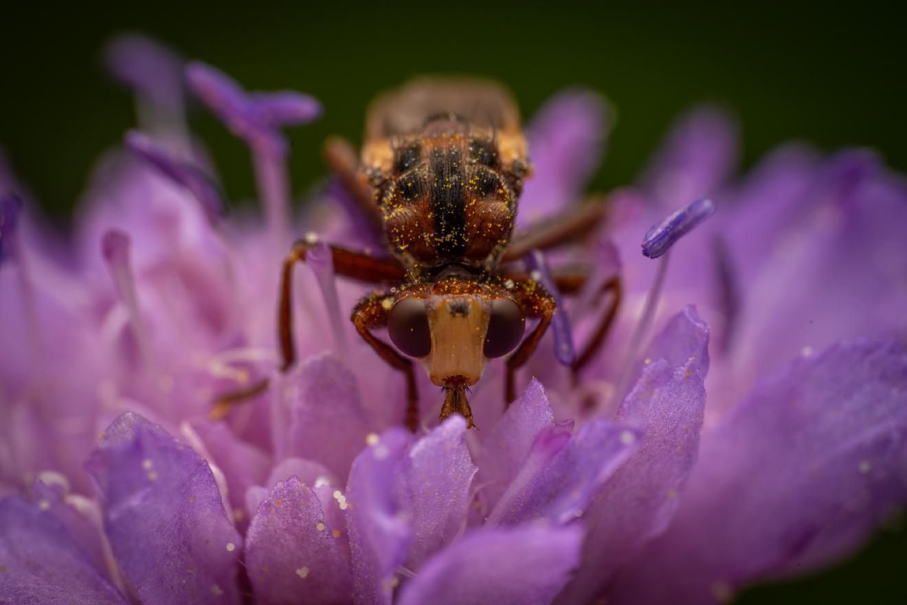 Ferruginous Bee-Grabber – No. 3