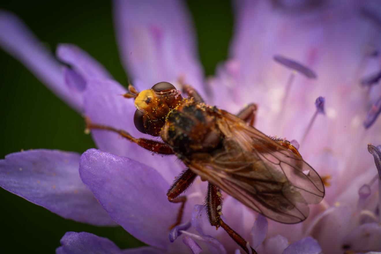 Ferruginous Bee-Grabber – No. 4